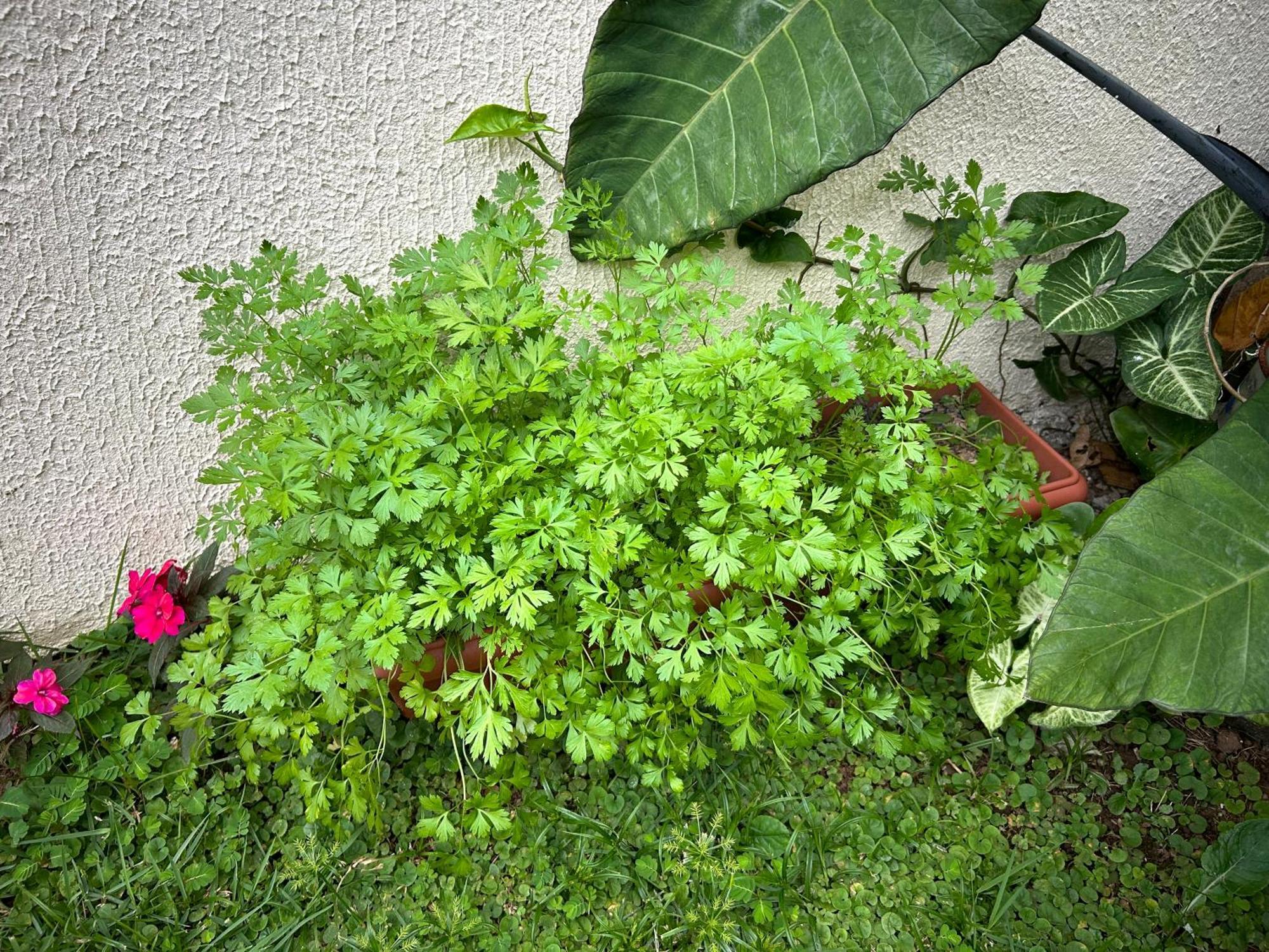 Casa De Praia Em Guaruja A 200 Metros Do Mar Exterior foto